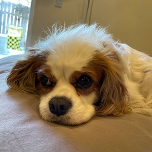 Meet your Posher, Jacob